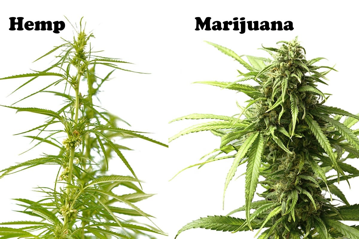 Hemp Vs Marijuana: Key Differences To Keep In Mind For Your Hemp Lab